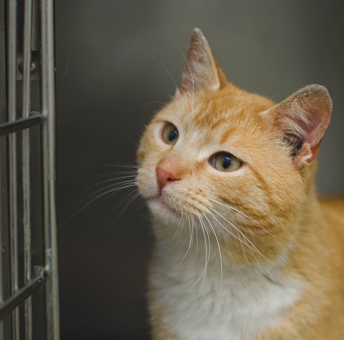 Orange cat outside of a kennel