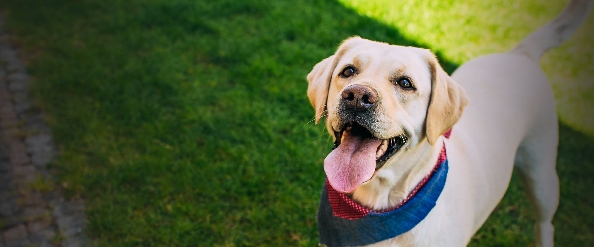 smiling labrador dog standing on green grass
