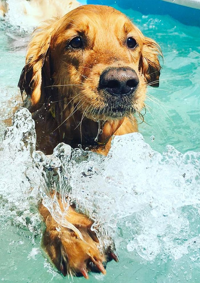 beautiful golden retriever dog swimming