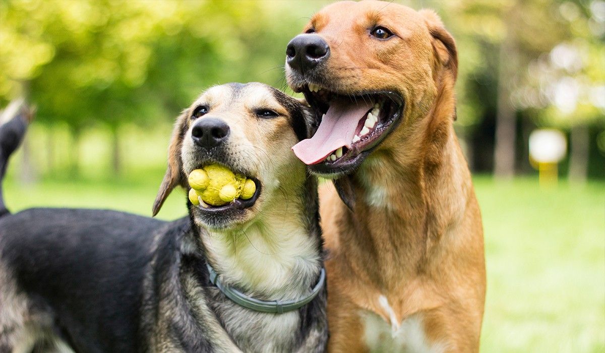 two-dogs-playing-with-a-ball-in-the-park