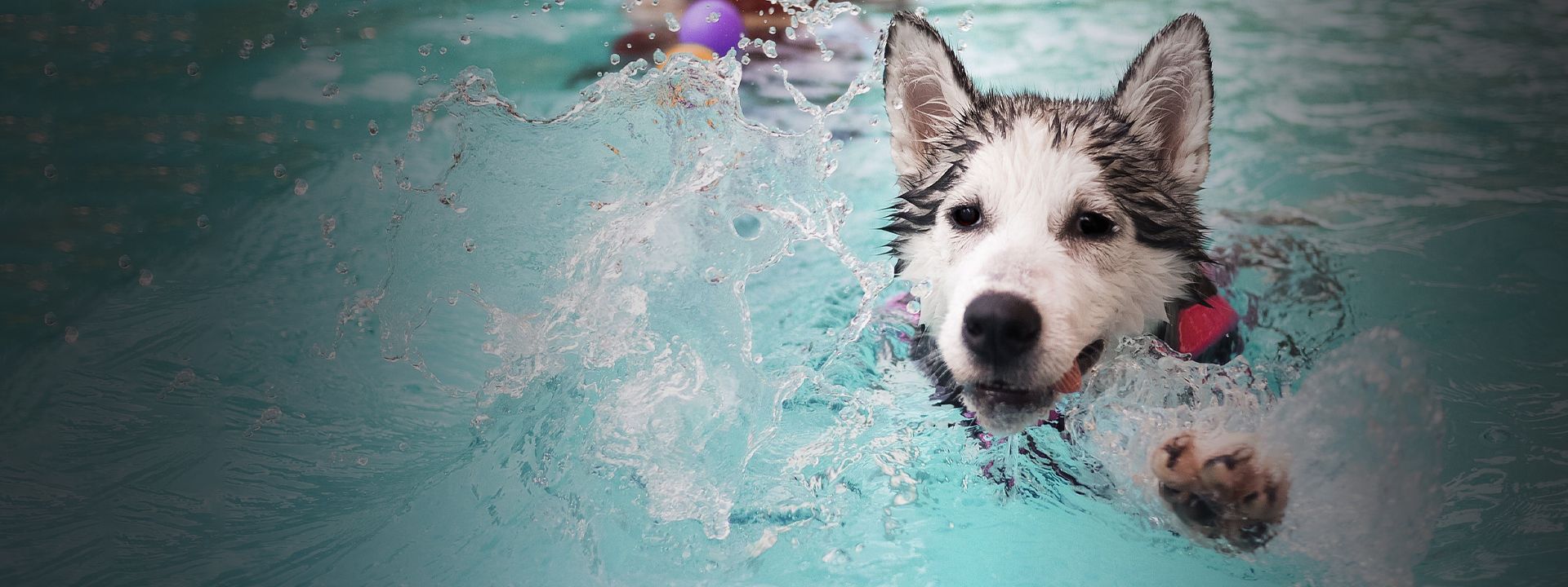 husky dog swimming in a pool