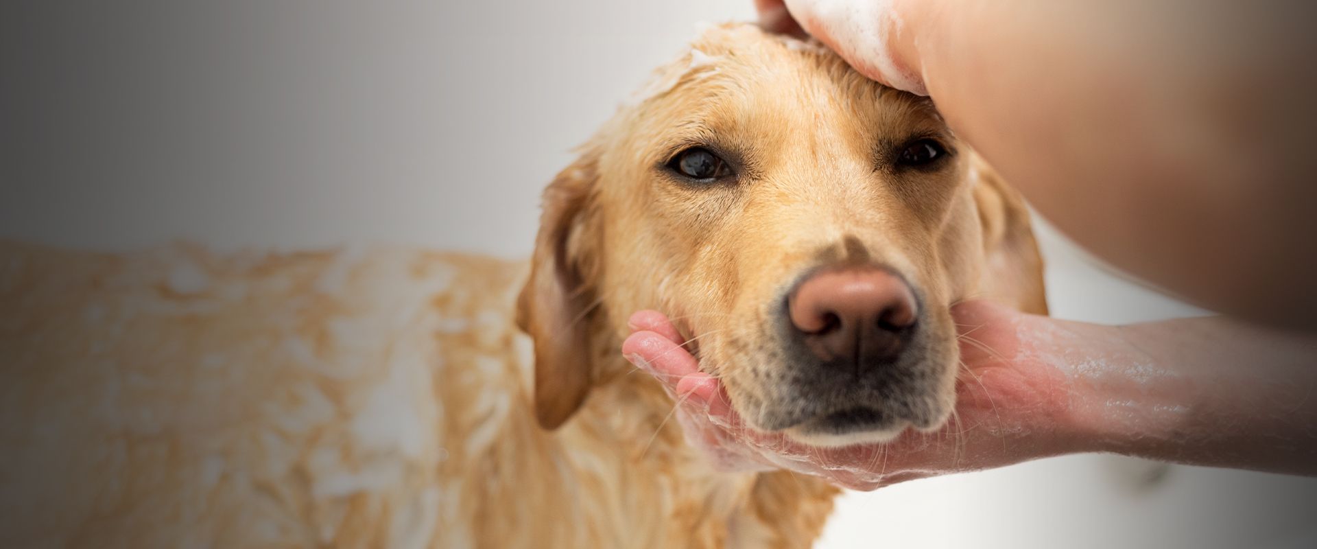 golden retriever dog taking a bath