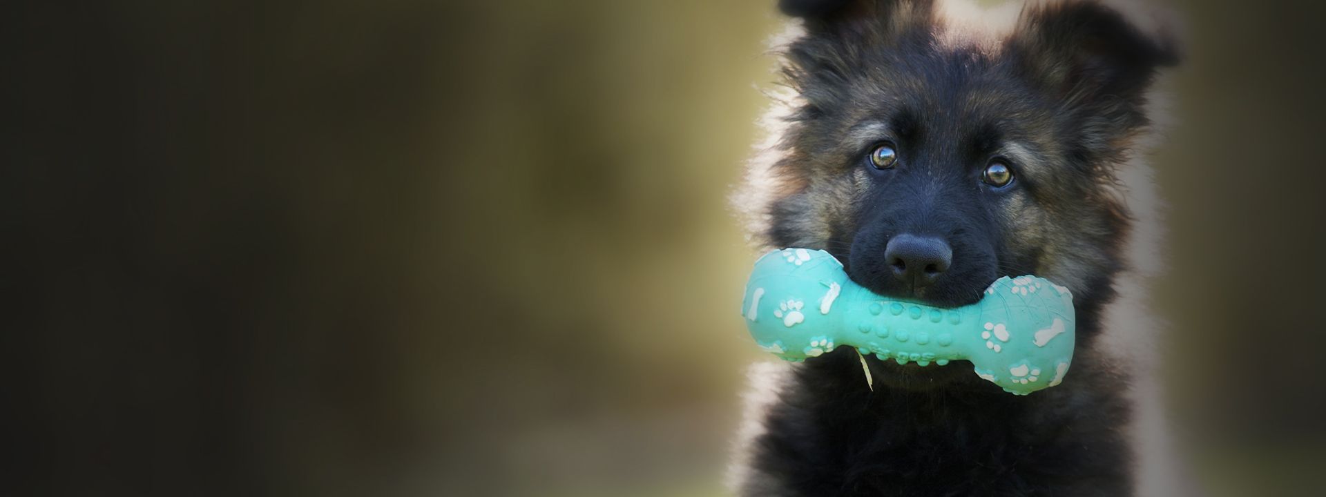 selective focus shot adorable german shepherd puppy with chew toy